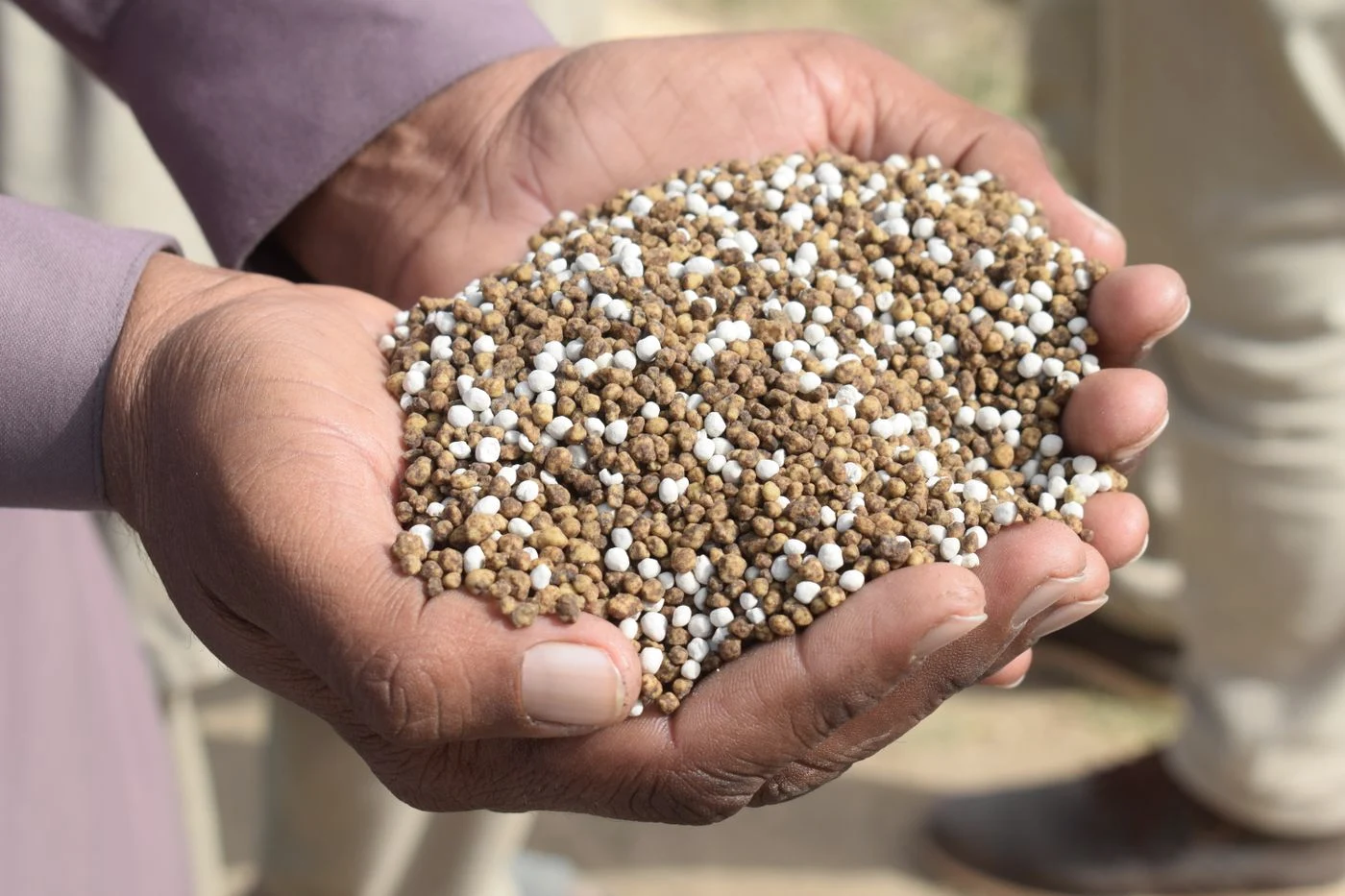 Hands holding fertiliser granules in Bahawalpur, Pakistan — representative partnership application photograph