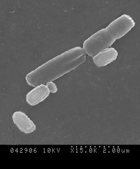 Scanning electron micrograph of representative rod-shaped bacteria
